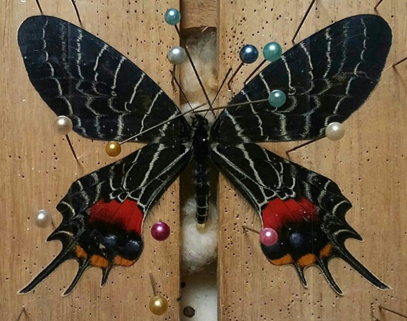 ヒマラヤの貴婦人 | 蝶に魅せられた旅人