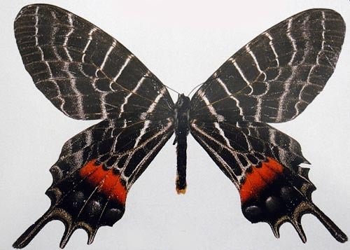 ヒマラヤの貴婦人 | 蝶に魅せられた旅人