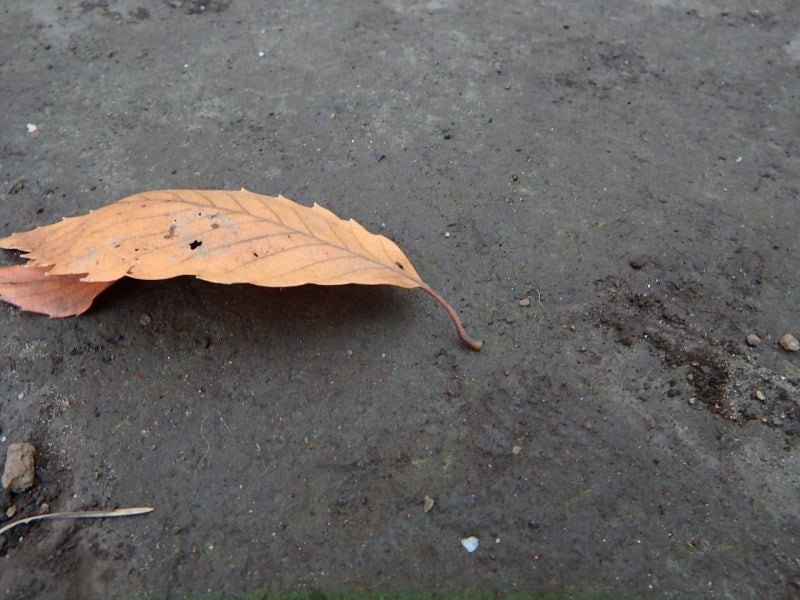 落ち葉の裏表 柄との関係でした！それがどうしたって？ | 驚きの日々