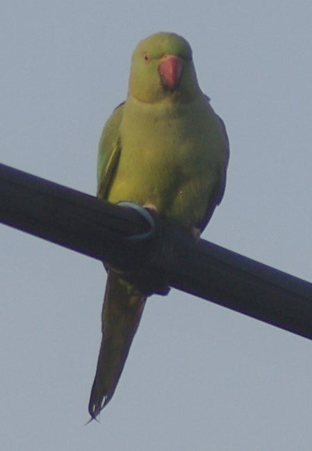 ヤコブの梯子yh5555519まとめ買いw/緑の鳥 ヤコブの梯子yh5555519