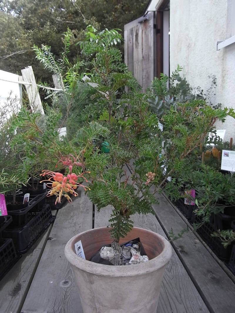 奥さん、いいじゃないですか | 豪花舎annex（ごうかしゃアネックス）