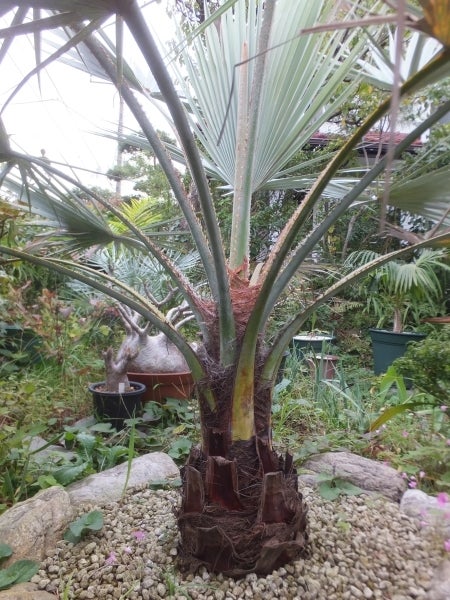 ブラヘア・アルマータの幹が縦に伸び始めました。 | コタブロ日記 多肉