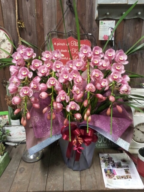 特選】 シンビジューム 苺の雫 アーチ 7寸7本立ち 特選