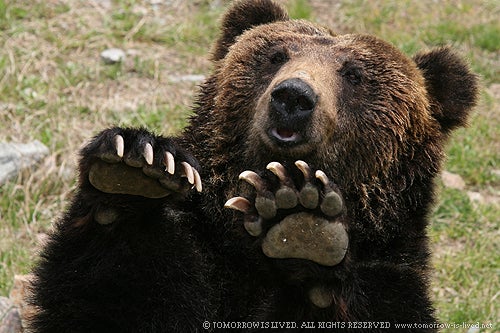 熊の爪：Bear's nail | ピリカモシリ Pirika Moshiri