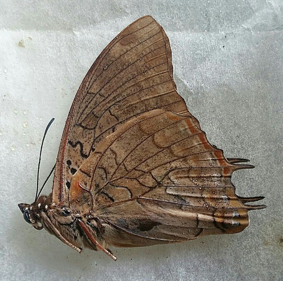 アフリカのフタオチョウ2 | 蝶に魅せられた旅人