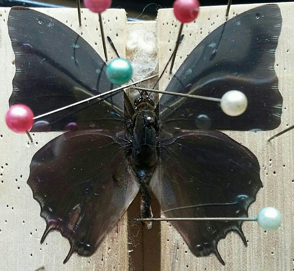 アフリカのフタオチョウ2 | 蝶に魅せられた旅人