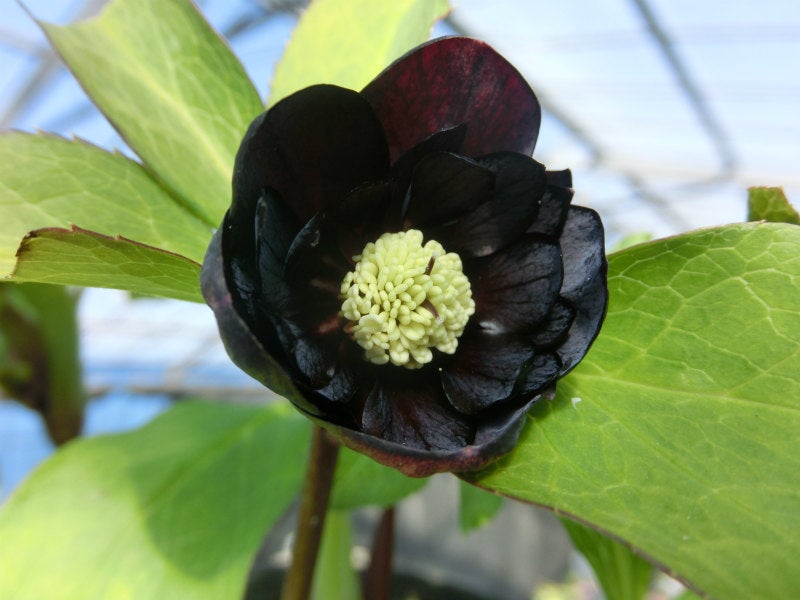 クリスマスローズ 開花予定株 小輪剣弁ブラック×八咫烏 クリスマス