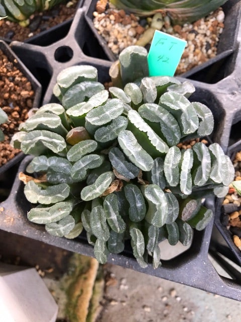 ハオの葉挿しについて(10回目のブログ) | 多肉ライダーの超真面目な