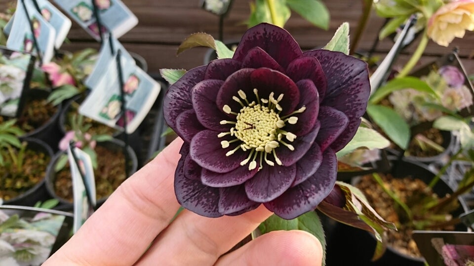 樋口則夫氏育種クリスマスローズ “ウィンターシンフォニー”入荷