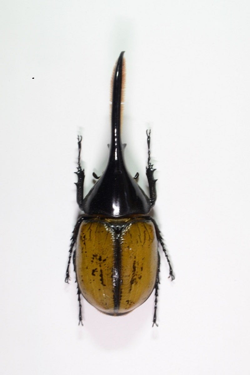 野外品が手が出なかったヘラクレス亜種 | 昆虫漂流記