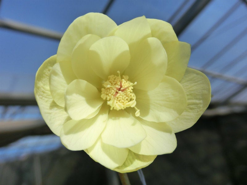 今日のクリスマスローズ かぐや姫 | 加藤農園のブログ