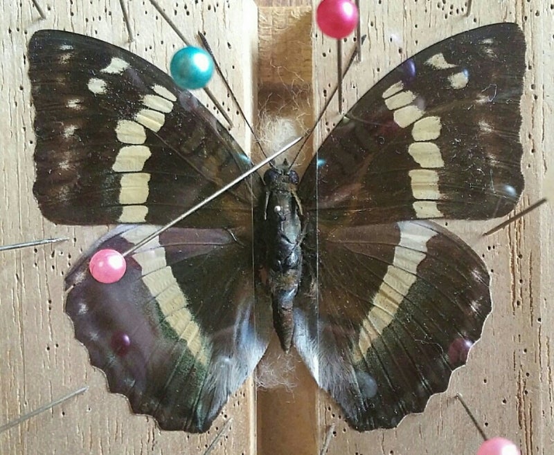 フランス公爵じゃないの(?_?)❓ | 蝶に魅せられた旅人