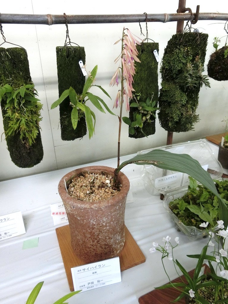 テ*ン様 山野草・ホザキラン(希少種！ホザキラン) も*ん様 山野草