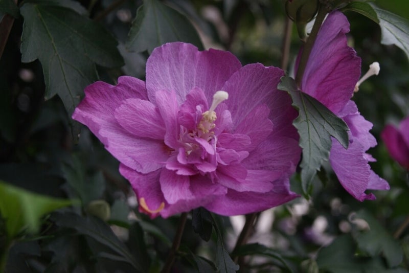 Tefnon 28-70/3.9-4.8 テフノン | foto-poohのブログ 写真と模型を