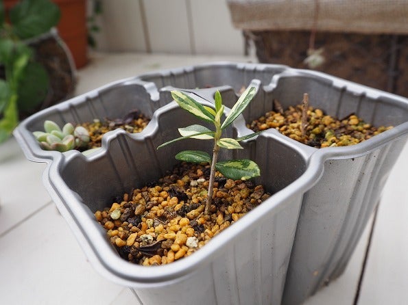 斑入りオリーブの赤ちゃん苗を植え替え | ブログ版Olive&SucculentGarden