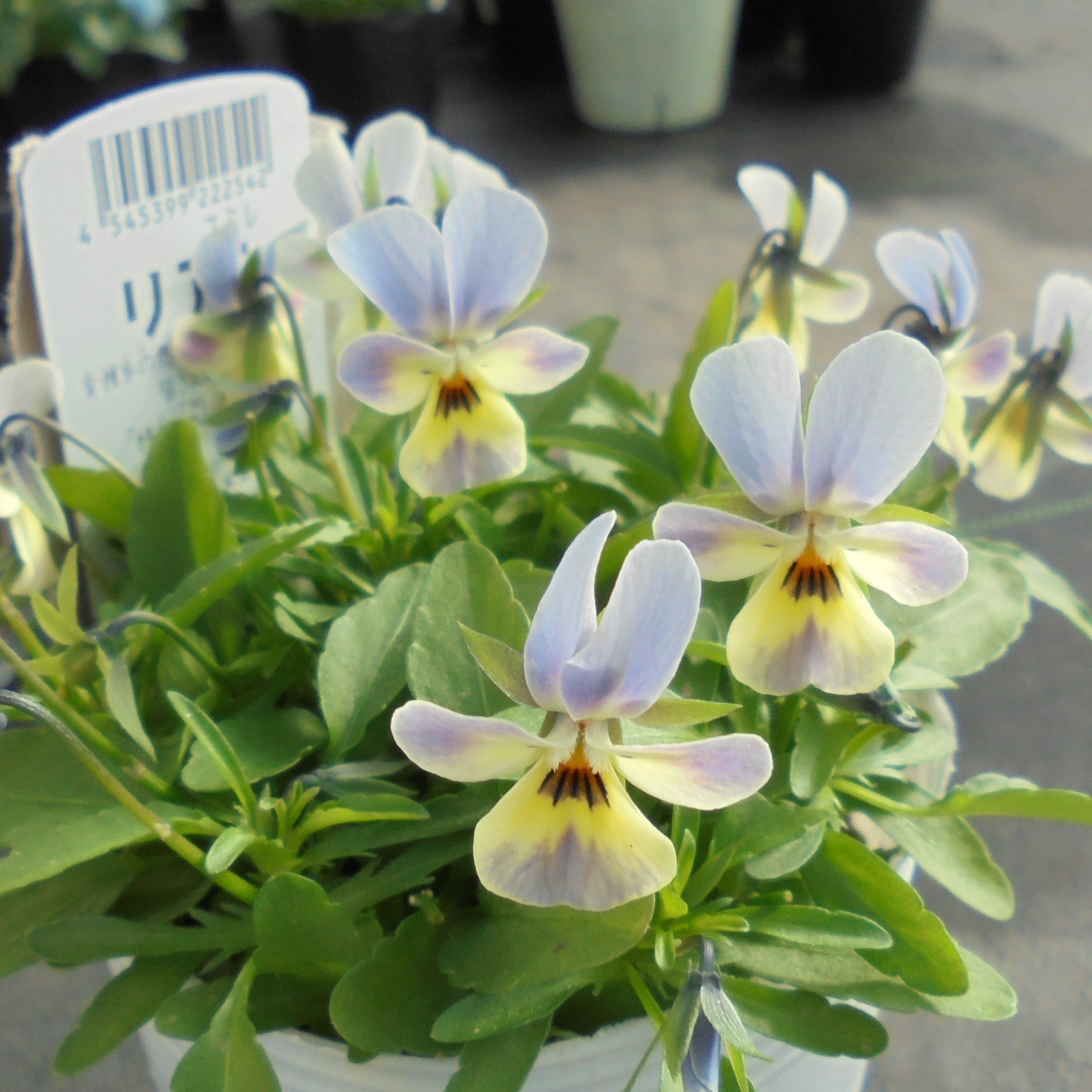 リアン | ROKA BLOG