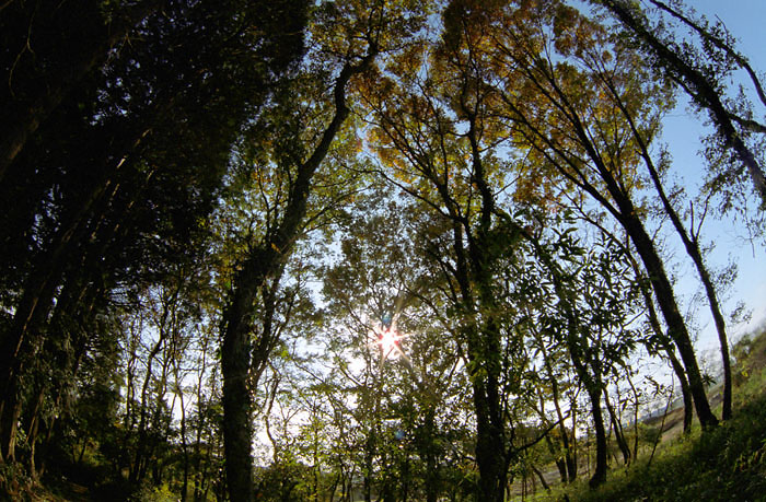 MC ZENITAR 16mm FISH-EYE F2.8: 蜩の硯