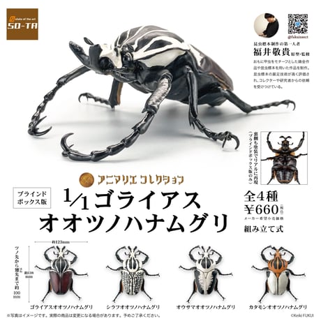 予約受付終了】【4個入りパック】1/1 ゴライアスオオツノハナムグリ