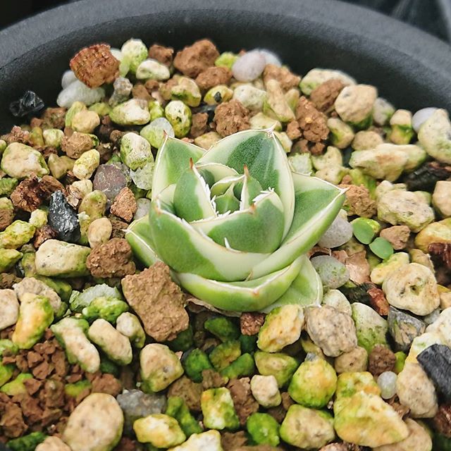 A205 多肉植物 アガベ ピンキー 王妃笹の雪A型 白覆輪斑 精選極上