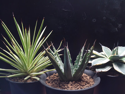 アガベ属 姫吹上（ストリクタ と ストリアータ）② – ROUKA