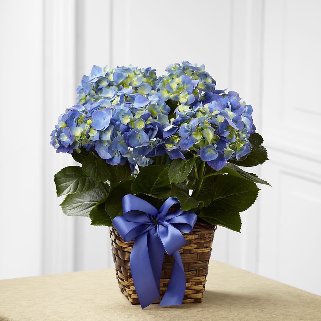 Blue Hydrangea Planter–Safeway Floral