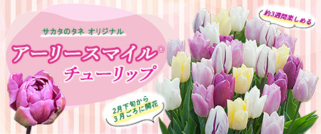 サカタのタネオリジナル アーリースマイル（R）チューリップ | 種