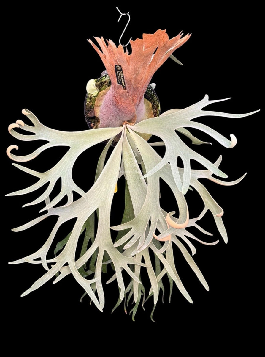 Platycerium willinckii 