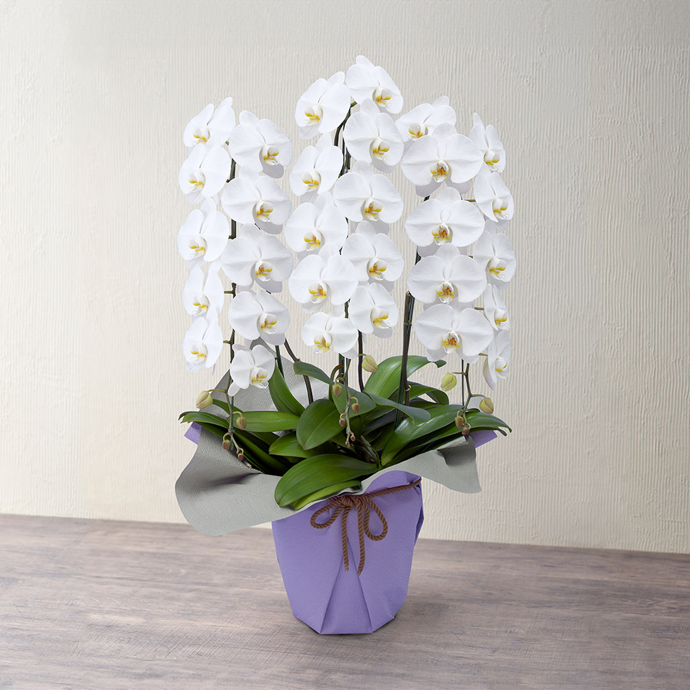 お供え用】胡蝶蘭（ホワイト）3本立ち | 花・花束を贈るフラワーギフト