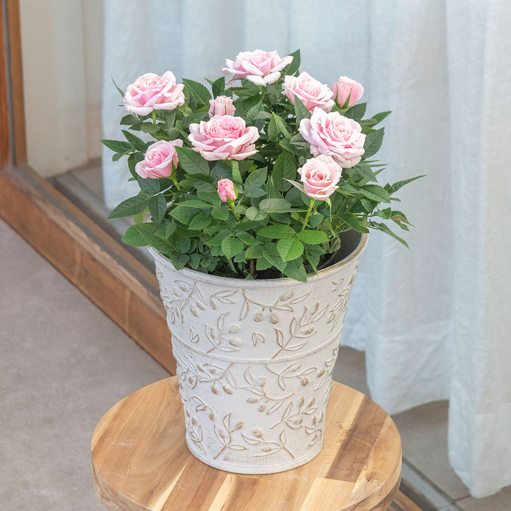 母の日 大西 隆コレクション ミニバラ「エミー」 | 花・花束を贈る