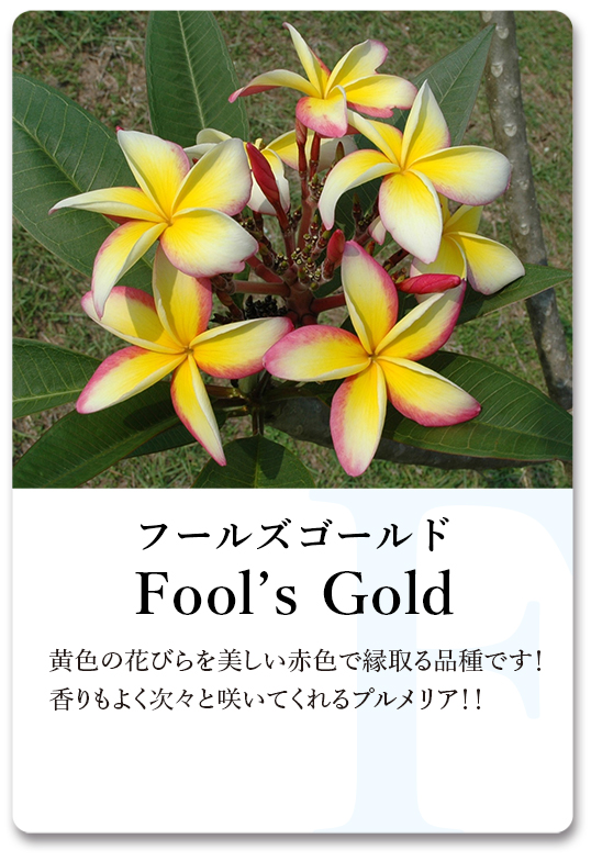 PLUMERIA GUIDE＜プルメリア図鑑＞ | サイタマ プルメリアフェスティバル