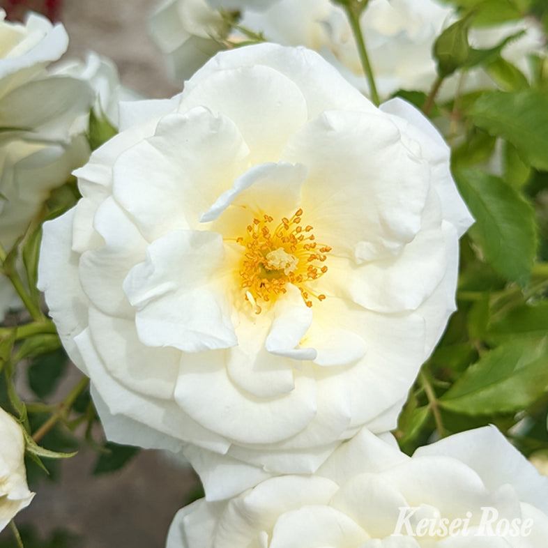 バラ苗】真白 (2026年3月発送) | 花巻温泉 公式オンラインショップ