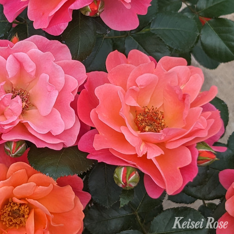 バラ苗】シュガーキャンディローズ(2026年3月発送) | 花巻温泉 公式