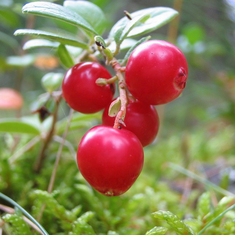 プラチナディープトリートメント|コスメプラウド|美容液|小田急百貨店