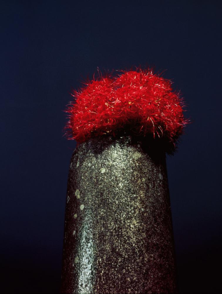 株式会社 草土出版 / 日本の花者 KAJIN