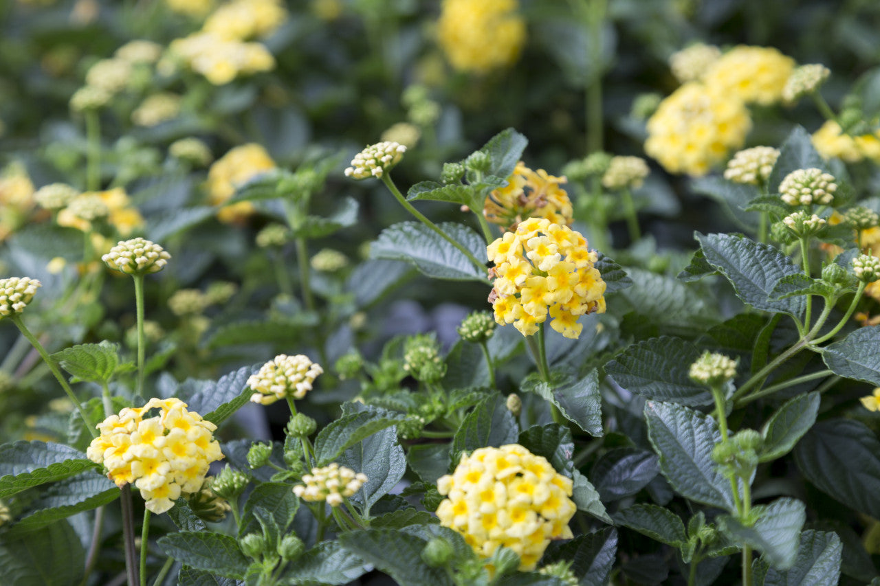 Lantana Chapel Hill Yellow – Pike Nursery