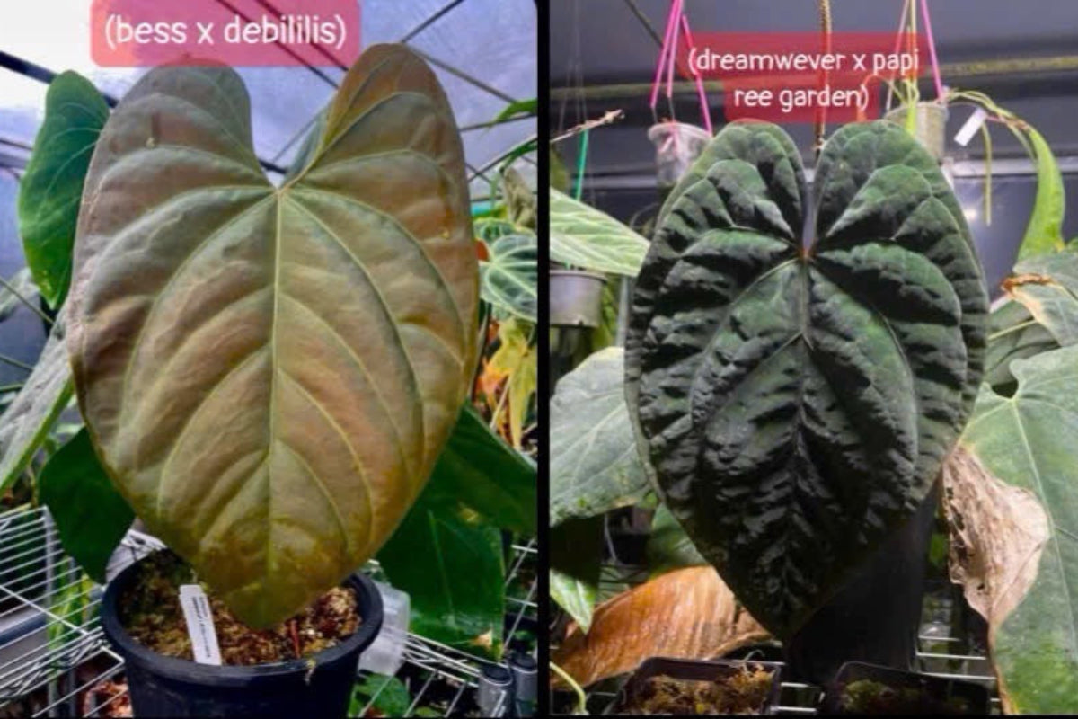 アンスリウムAnthurium （(besseae × debilis) × ('Dreamweaver