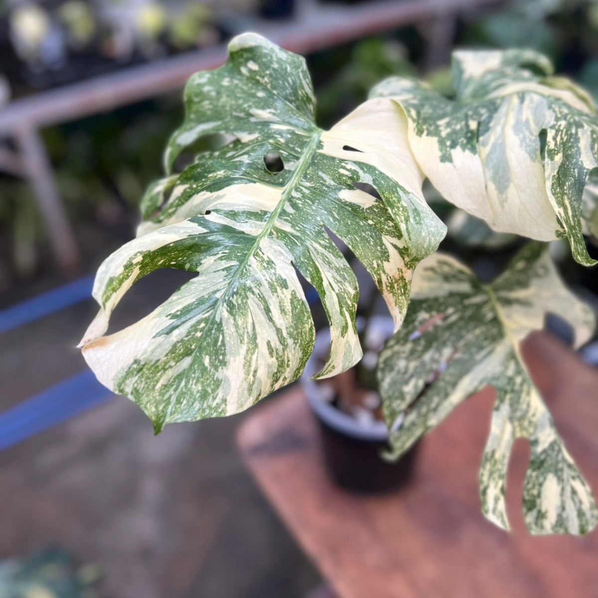 コレクション】モンステラ デリシオーサ 'タイコンステレーション