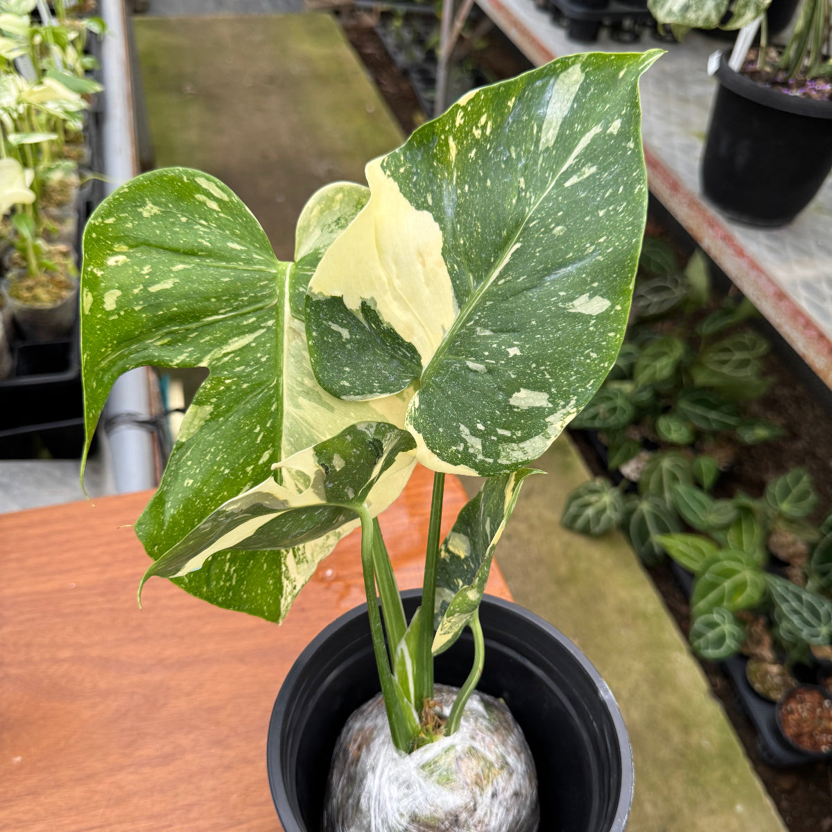 コレクション】【モンステラ デリシオーサ 'タイコンステレーション