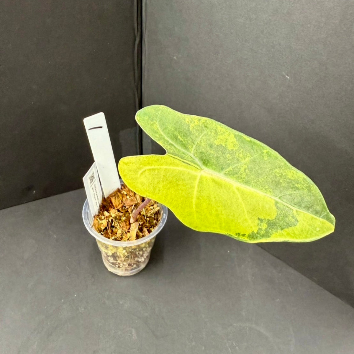 アロカシア プセウド サンデリアナ オーレア 斑入り – RARE PLANTS