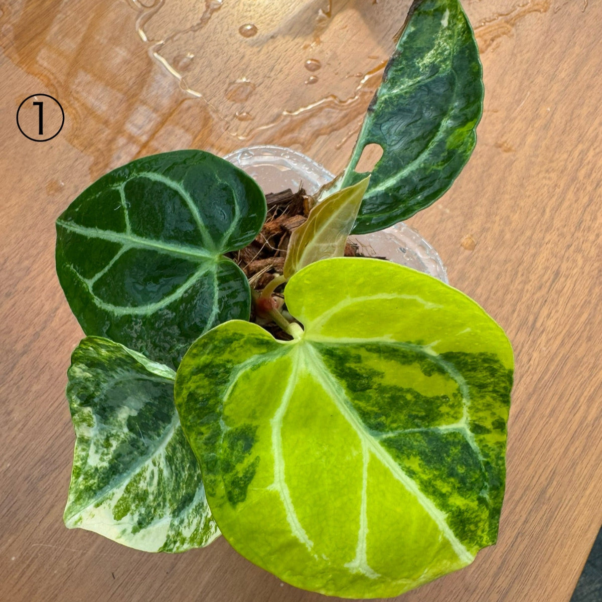 コレクション】アンスリウム 'クリスタルシルバー バリエガータ