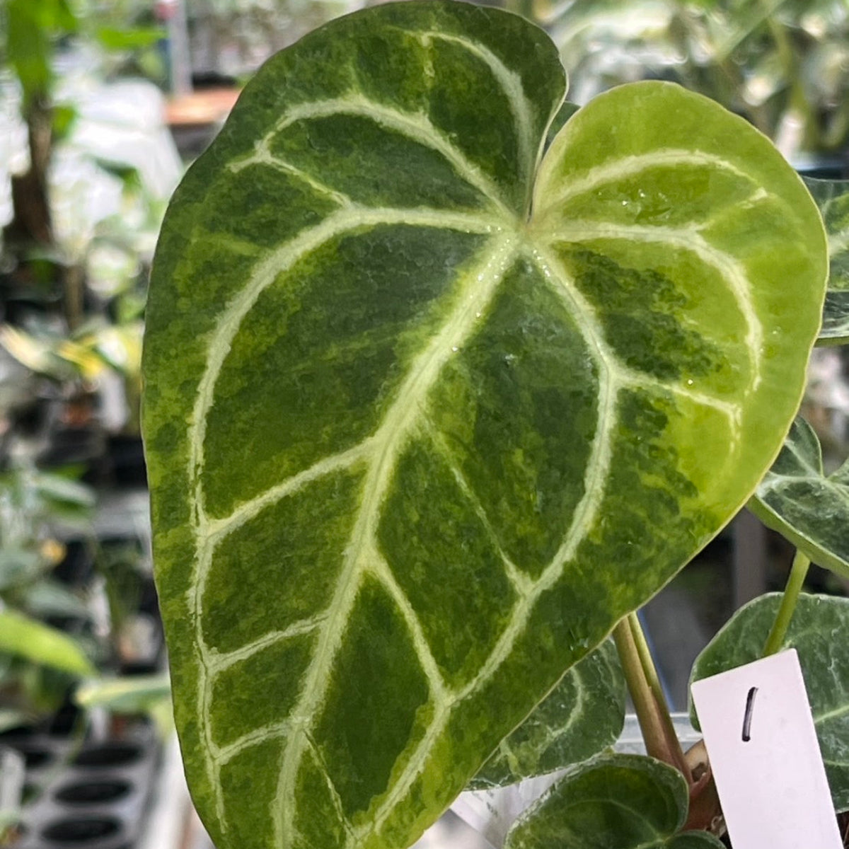 コレクション】アンスリウム'ミシェル'× 'クリスタルシルバー