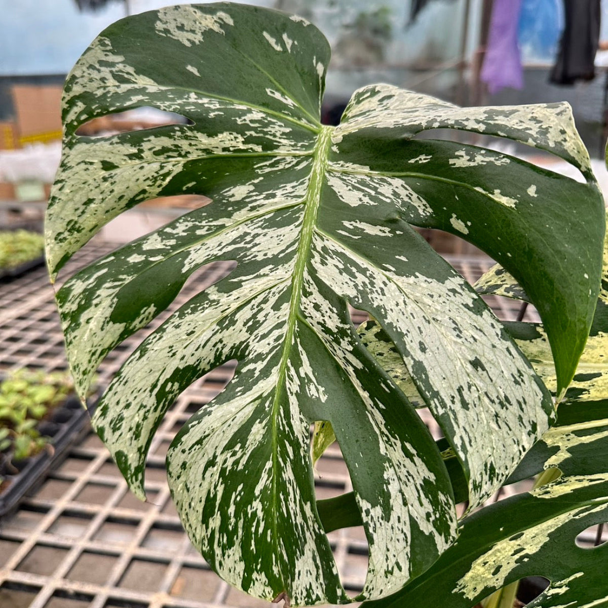 コレクション】モンステラ・デリシオーサ 'ベトシオーサ' – RARE