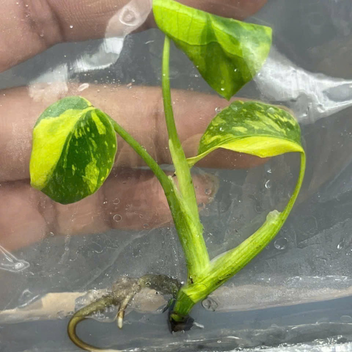 予約販売/セール限定10株】モンステラ デリシオーサ 'エレクトロライト