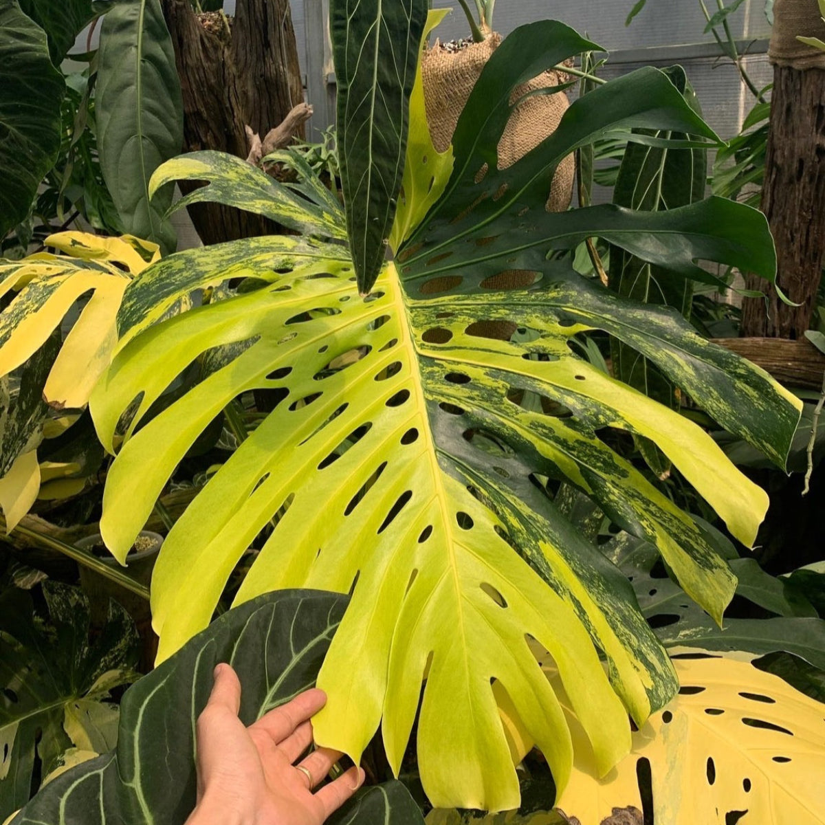 モンステラ・デリシオーサ 'イエローマリリン' 組織培養(TC)株 ビトロ