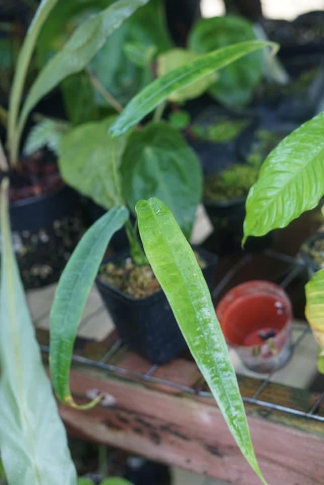 Anthurium lutheri | Atlas Exotics