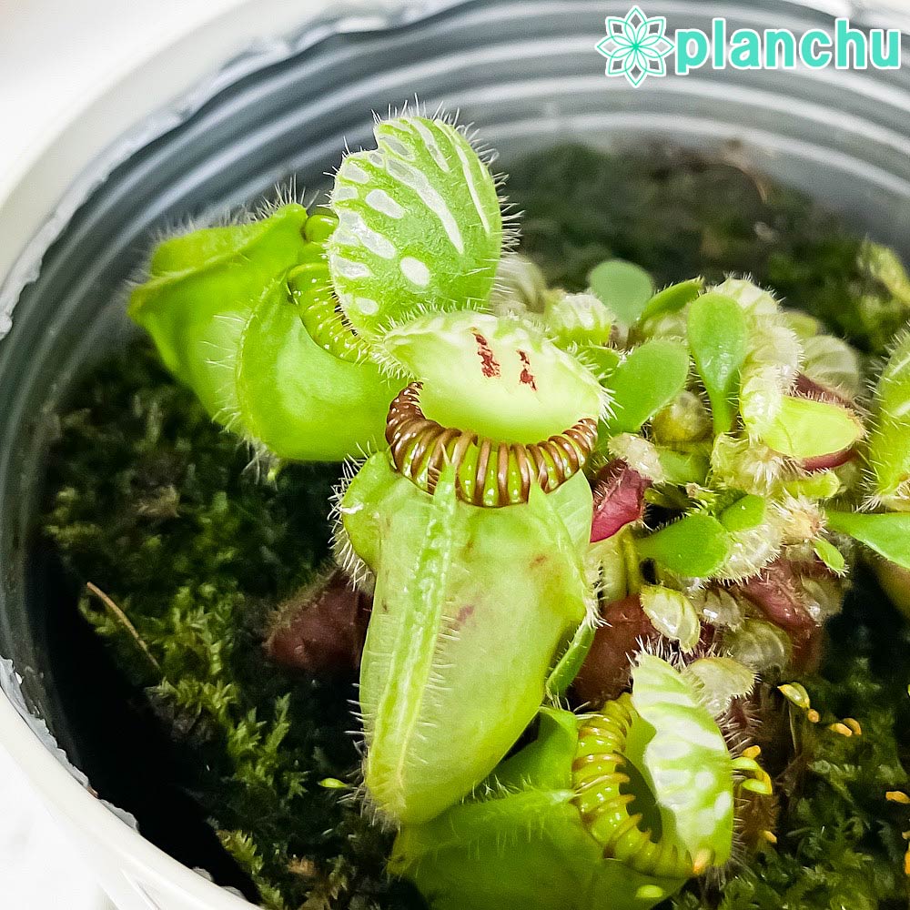 PLANCHU 食虫植物 セファロタス フォリキュラリス 3.5号鉢 受け皿付き