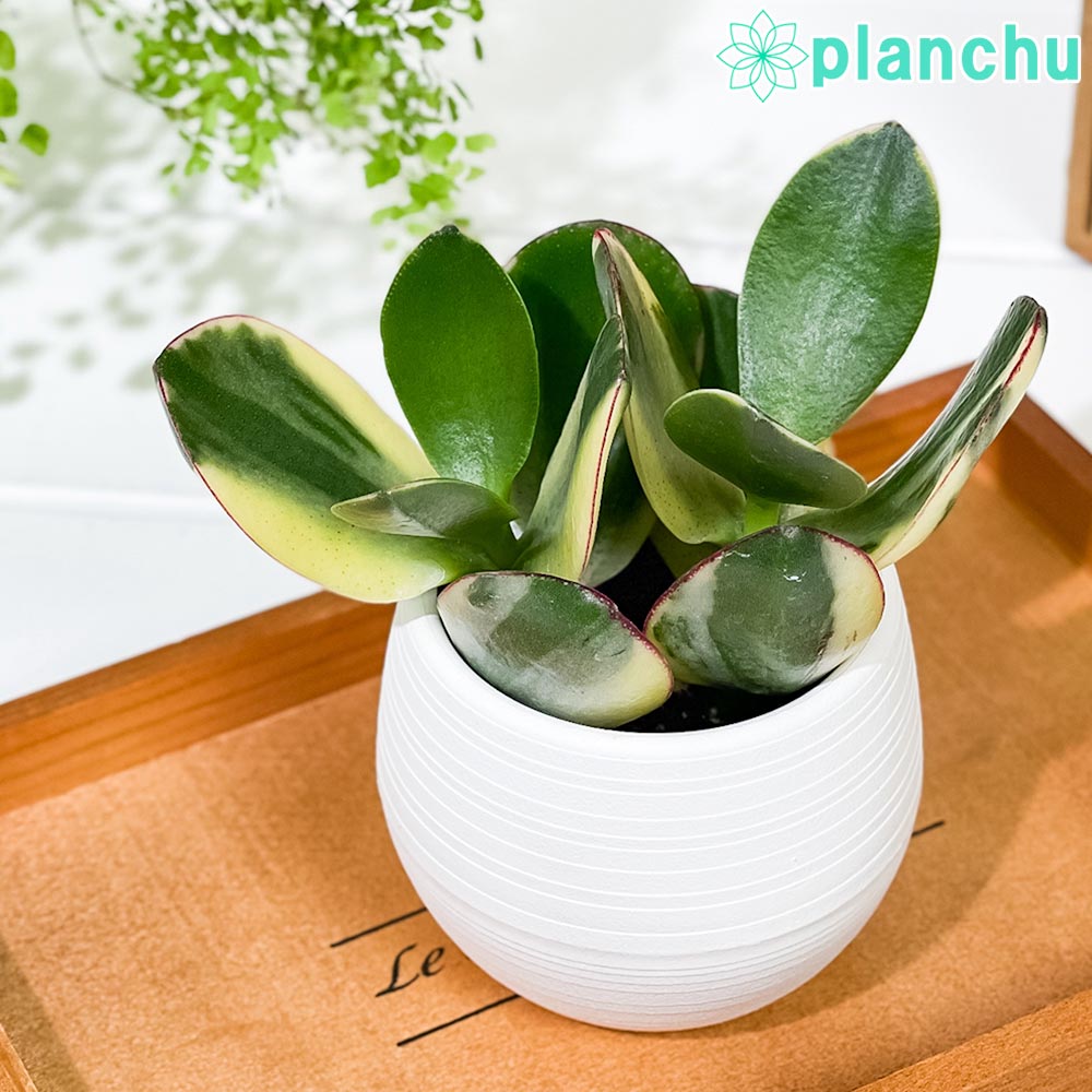 PLANCHU 観葉植物 クラッスラ 金のなる木 花月 斑入り 3号丸鉢 受け皿