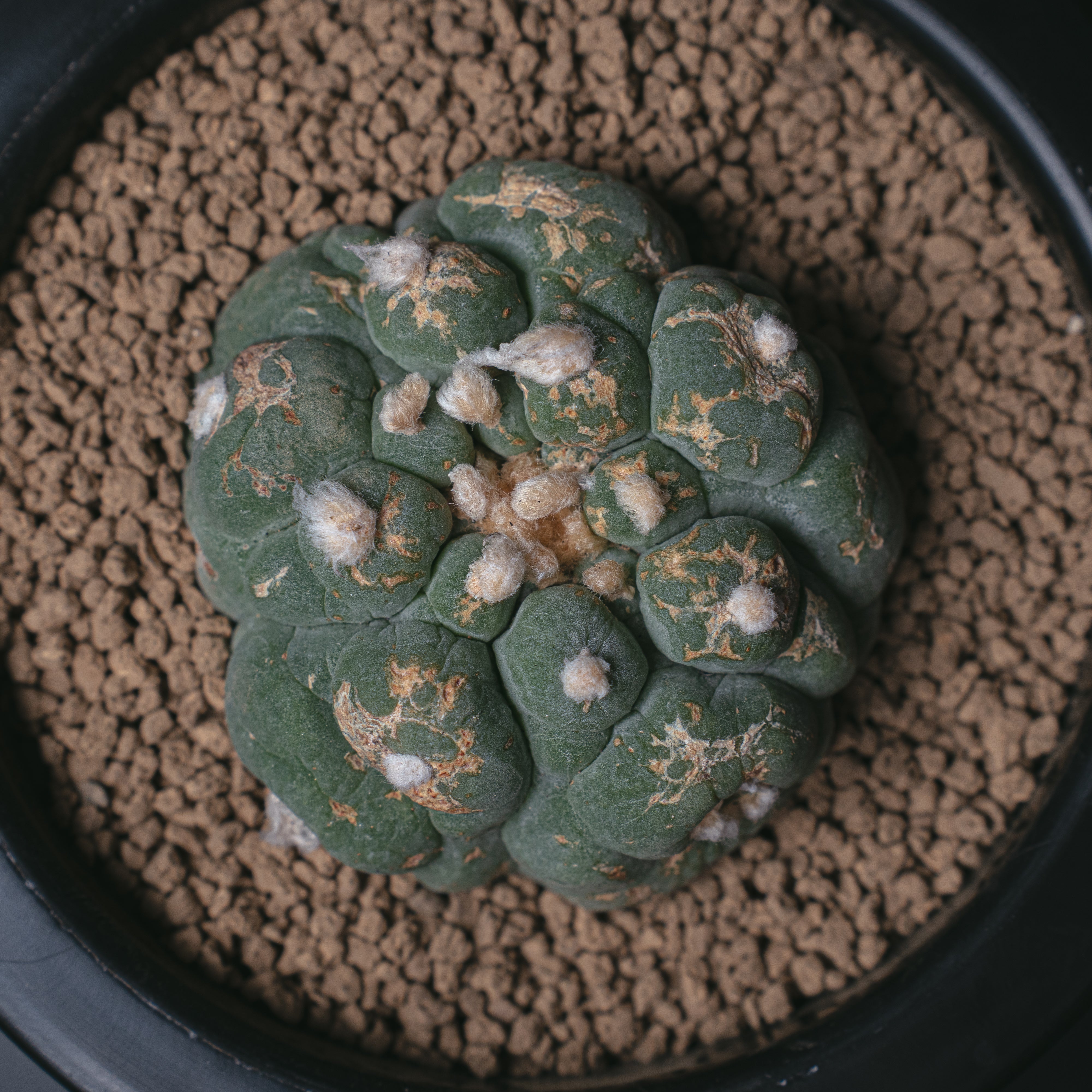 種永大疣銀冠玉 カキコ自根 サボテン ロホホラ ロフォフォラ 鳥羽玉