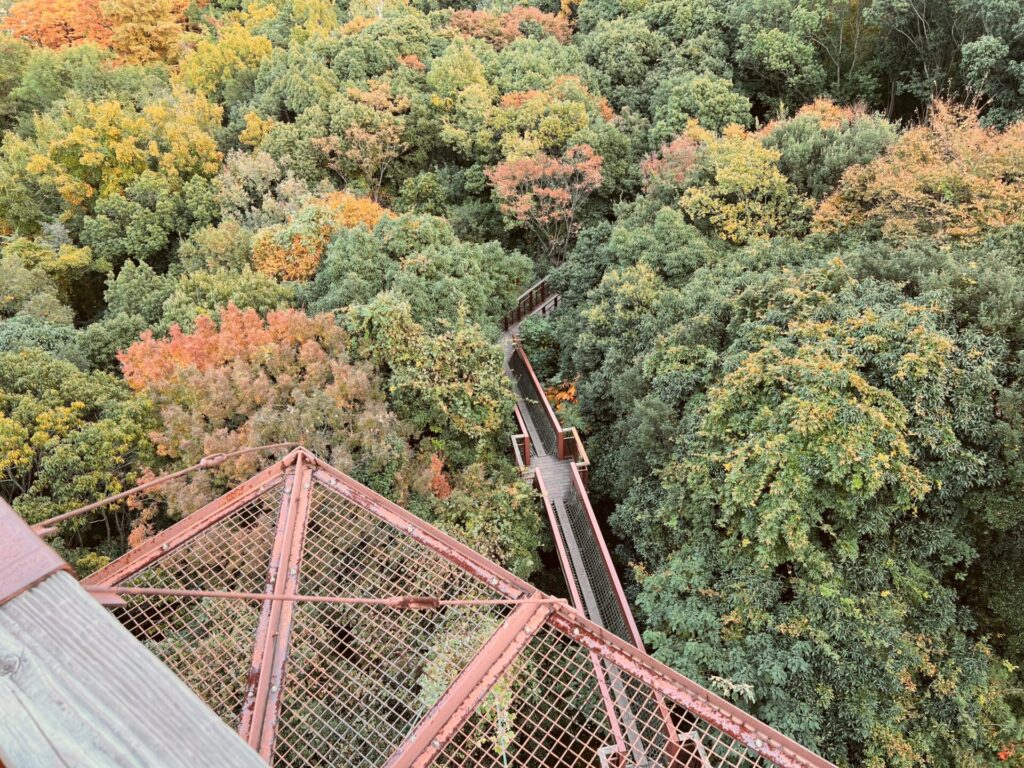 万博公園で森の空中散歩ができる「空中観察路ソラード」で子どもと気軽