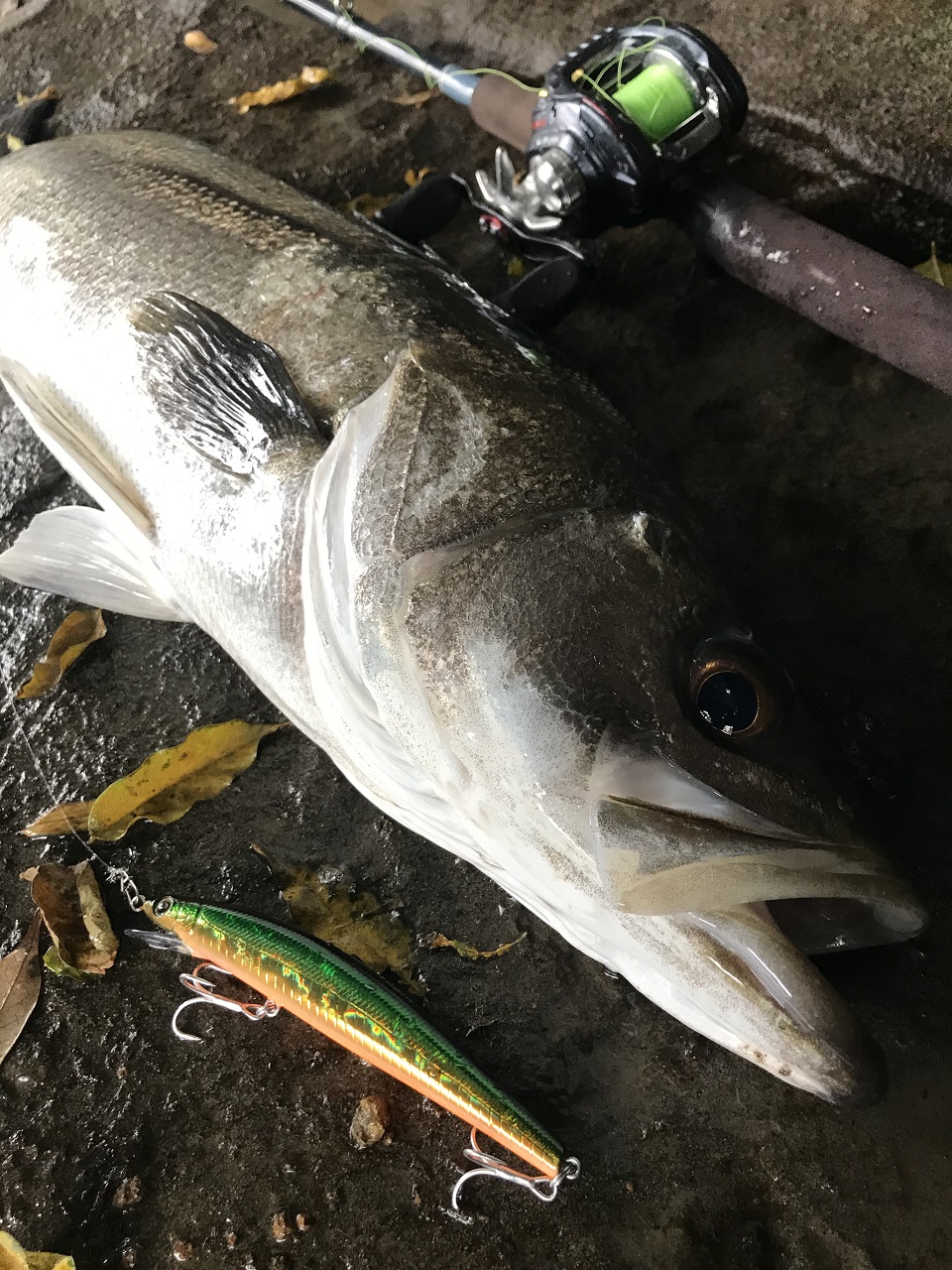 TULALA | Ford every stream | » Corona89MSC-HX